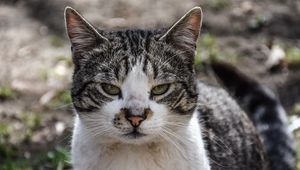 Preview wallpaper cat, muzzle, spotted