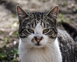 Preview wallpaper cat, muzzle, spotted
