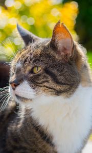 Preview wallpaper cat, muzzle, spotted