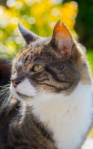 Preview wallpaper cat, muzzle, spotted