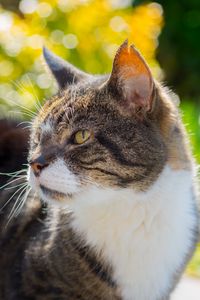 Preview wallpaper cat, muzzle, spotted