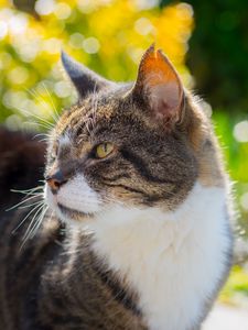 Preview wallpaper cat, muzzle, spotted