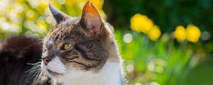 Preview wallpaper cat, muzzle, spotted