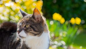 Preview wallpaper cat, muzzle, spotted