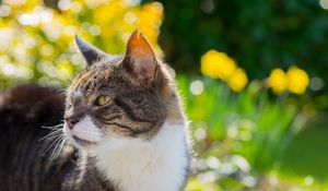 Preview wallpaper cat, muzzle, spotted