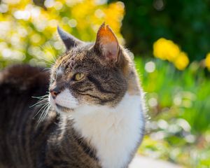 Preview wallpaper cat, muzzle, spotted