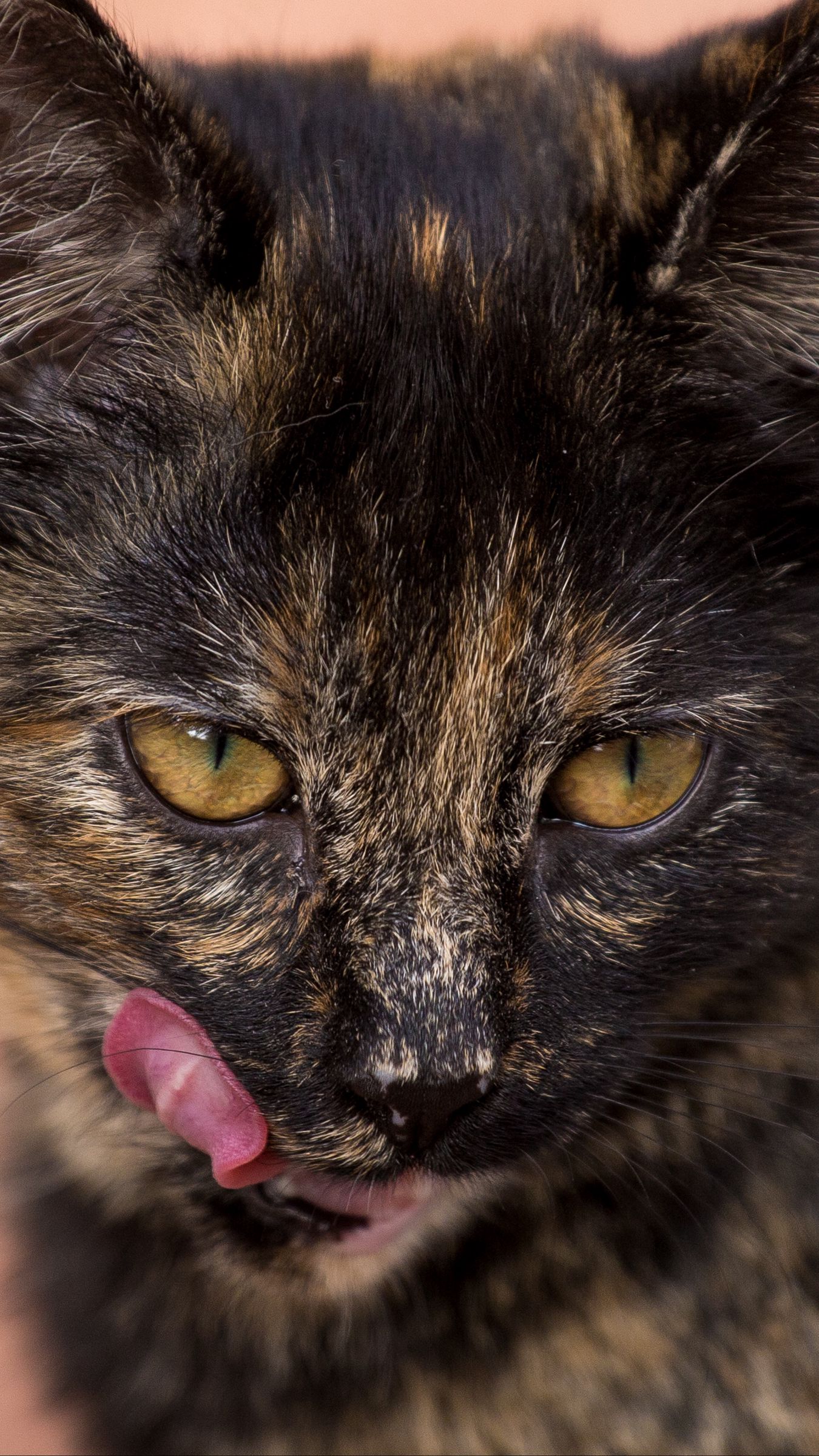 1350x2400 Wallpaper cat, muzzle, spotted, lick