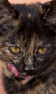 Preview wallpaper cat, muzzle, spotted, lick