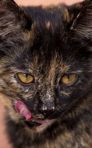 Preview wallpaper cat, muzzle, spotted, lick