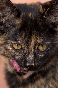 Preview wallpaper cat, muzzle, spotted, lick