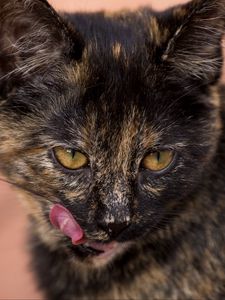Preview wallpaper cat, muzzle, spotted, lick