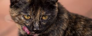 Preview wallpaper cat, muzzle, spotted, lick