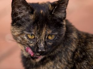 Preview wallpaper cat, muzzle, spotted, lick