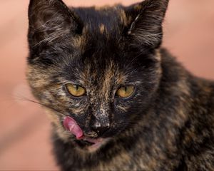 Preview wallpaper cat, muzzle, spotted, lick