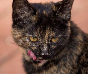 Preview wallpaper cat, muzzle, spotted, lick