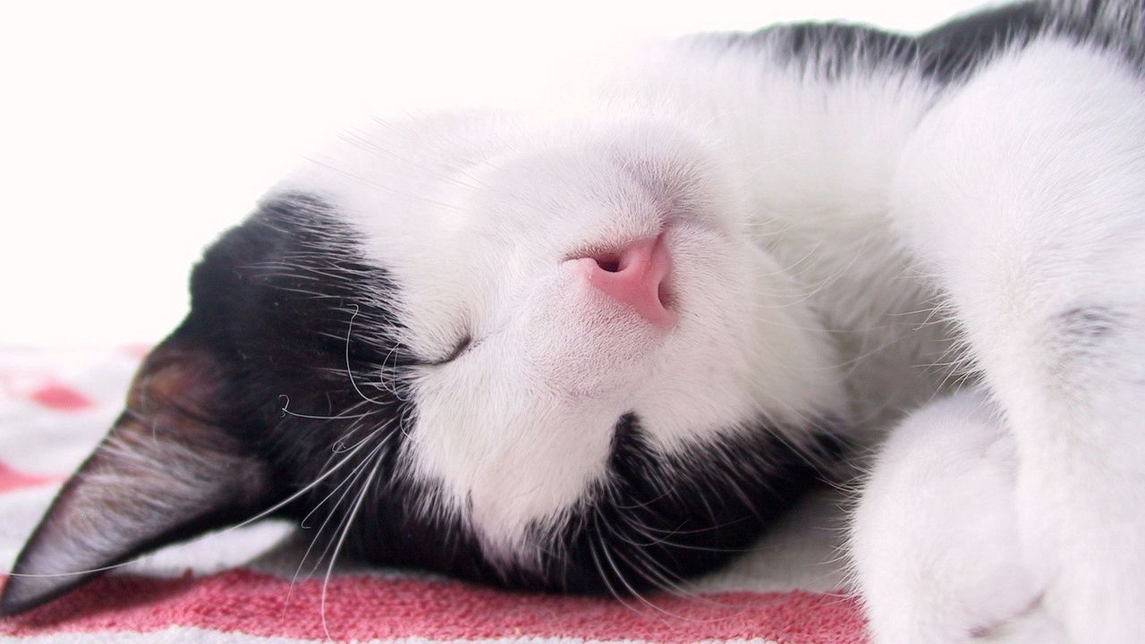 Wallpaper cat, muzzle, spotted, sleep