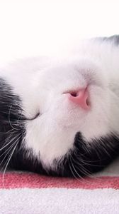 Preview wallpaper cat, muzzle, spotted, sleep