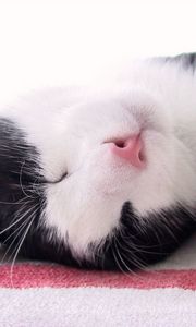 Preview wallpaper cat, muzzle, spotted, sleep