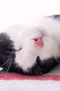 Preview wallpaper cat, muzzle, spotted, sleep