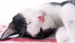 Preview wallpaper cat, muzzle, spotted, sleep