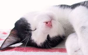 Preview wallpaper cat, muzzle, spotted, sleep