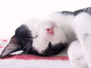Preview wallpaper cat, muzzle, spotted, sleep