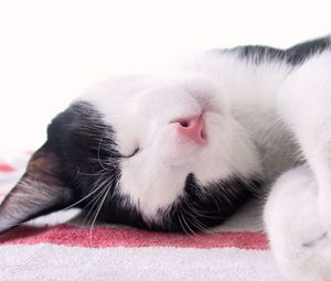 Preview wallpaper cat, muzzle, spotted, sleep