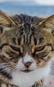 Preview wallpaper cat, muzzle, striped, glance