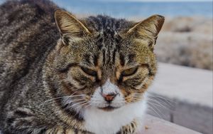Preview wallpaper cat, muzzle, striped, glance