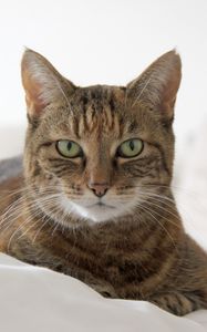 Preview wallpaper cat, muzzle, striped, lies
