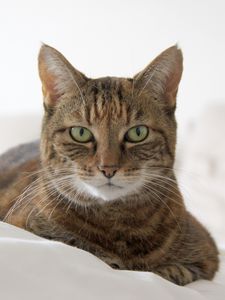 Preview wallpaper cat, muzzle, striped, lies
