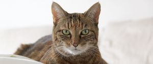 Preview wallpaper cat, muzzle, striped, lies
