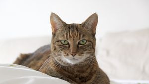 Preview wallpaper cat, muzzle, striped, lies