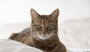Preview wallpaper cat, muzzle, striped, lies