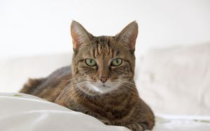 Preview wallpaper cat, muzzle, striped, lies