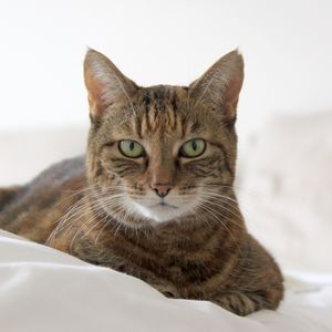 Preview wallpaper cat, muzzle, striped, lies
