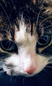 Preview wallpaper cat, muzzle, striped, look