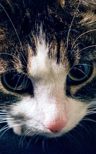 Preview wallpaper cat, muzzle, striped, look