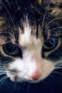 Preview wallpaper cat, muzzle, striped, look