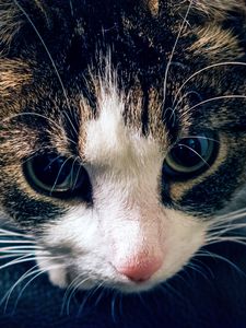 Preview wallpaper cat, muzzle, striped, look