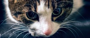 Preview wallpaper cat, muzzle, striped, look
