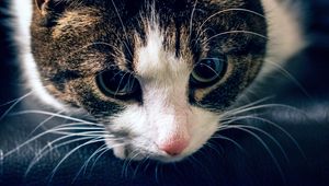 Preview wallpaper cat, muzzle, striped, look