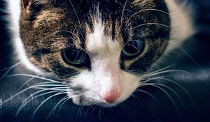 Preview wallpaper cat, muzzle, striped, look