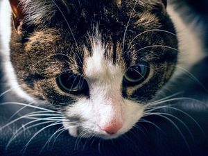 Preview wallpaper cat, muzzle, striped, look