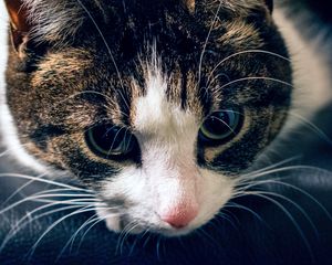 Preview wallpaper cat, muzzle, striped, look