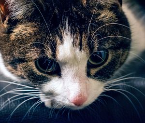 Preview wallpaper cat, muzzle, striped, look