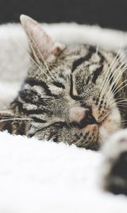 Preview wallpaper cat, muzzle, striped, lies