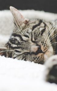 Preview wallpaper cat, muzzle, striped, lies
