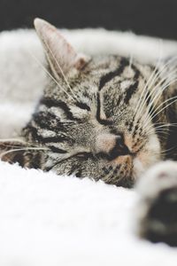 Preview wallpaper cat, muzzle, striped, lies