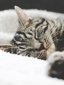 Preview wallpaper cat, muzzle, striped, lies